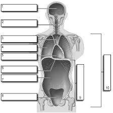We did not find results for: Body Cavities Labeling