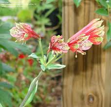 Image result for Alstroemeria pulchella