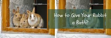 A rabbit can go through life quite happily without a bath, but some pet rabbits will need a little help from time to time, particularly as they age. How To Give Your Rabbit A Bath Quick And Clean