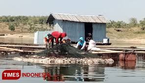 Waduk kedung ombo berada di desa ombo, kecamatan geyer. Cuaca Ekstrem Ikan Di Waduk Kedung Ombo Banyak Yang Mati