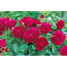 1 standing topiary rose tree @ pot 2ft garden house plant red yellow pink flower. Garden Rose Plant At Rs 35 Piece Rose Tree Id 14661767112