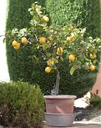 Zitronenbaum Schneiden Einfache Anleitung Garten Pflanzen Zitronenbaum Zitronen Baum