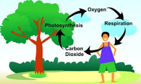 Cycle Of Carbon Nitrogen Oxygen And Hydrogen Carbon Dioxide Oxygen Cycle Carbon Dioxide Oxygen