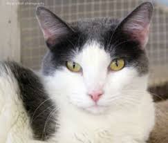 Browse available pets below or come to the shelter in person. Hermitage No Kill Cat Shelter Protection Adoption Sanctuary