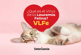 Questa vizio possono averla gatti tra intero il umanità, e può. Que Es El Virus De La Leucemia Felina Vlfe Veterizonia