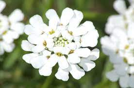 Candytuft Flowers Eye Candy For Your Garden Edging Plants Herbaceous Perennials Landscaping With Rocks