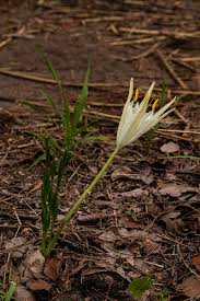 Image result for Pancratium tenuifolium