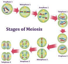 Stages of meiosis 1 and 2 (with pictures) meiosis is the type of cell division that is seen during the formation of gametes (sex cells). Mitotic Cell Division What Is Mitosis What Is Meiosis