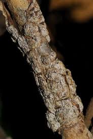 Image result for Markhamia zanzibarica