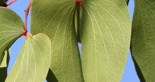 Image result for Colophospermum