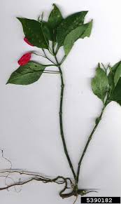 Image result for Ruellia brevifolia