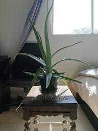 We did not find results for: Bent Aloe Leaves Does Anyone Know If This Can Be Fixed Aloevera