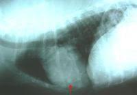 Treatment for thyroid cancer depends on the type you have, how large it is, your general health, and whether or not cancer has spread. Thyroid Tumor Animal Cancer And Imaging Center