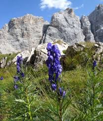 Le specie della sezione piante da giardino che regalano bellissimi fiori viola. 6 Fiori Velenosi Che Dovresti Conoscere Se Vai In Montagna