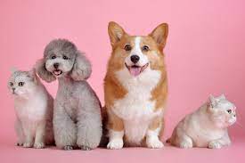 Petsmart offers quality products and accessories for a healthier, happier pet. How To Relocate Your Pet In Dubai Things To Do Time Out Dubai