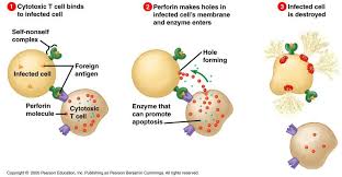 When To Use Nk Cells Cytotoxic T Cells Cellero