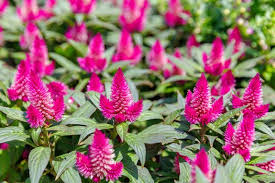 How To Grow Crazy Colorful Celosia Flowers Plants Celosia Plant Flowers