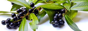 Maybe you would like to learn more about one of these? Hd Wallpaper Green Foliage With Black Fruits Ornamental Shrubs Cherry Cherry Laurel Wallpaper Flare