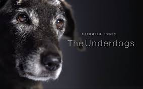 Be a hero and help us save more animals. Subaru Brings Back National Make A Dog S Day 10 01 2020