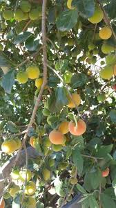 Image result for Dovyalis zeyheri