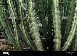 Image result for Cyphostemma hermannioides