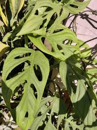 Image result for Arisaema mildbraedii