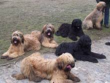 The side french braid for short hair is one such style which is for women with shorter length of hair. Briard Wikipedia