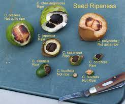 Growing Camellia Seed By Gene Phillips Seeds Growing Seeds Seed Germination
