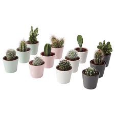 Cactus plants can get prickly when repotting them. Cactaceae Cactus Assorted Potted Plant With Pot Ikea