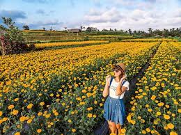 Jadi pastikan kalian harus ikut jaga saat berkunjung. Cuci Mata Di Spot Wisata Instagenic Marigold Gunung Agung Bali