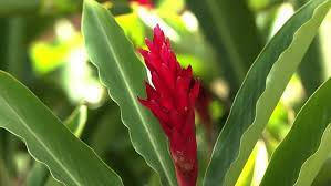 On top of all that, gingers are generally easy to. Close Up Shot Of A Stock Footage Video 100 Royalty Free 1027886366 Shutterstock