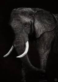 African Elephant Black And White Elephant Pictures Ye Olde African Elephant Photography Elephant Pictures Elephants Photos