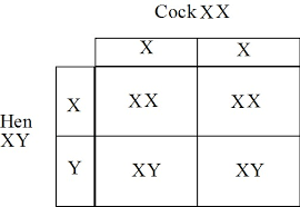 Xx Xy Chart Related Keywords Suggestions Xx Xy Chart