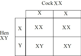 xx xy chart related keywords suggestions xx xy chart