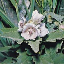 It has also been used medicinally for just as long. Marsh Mallow Plant Britannica