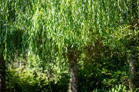 We did not find results for: Weeping Willow Tree Plant Care Growing Guide
