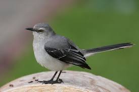 Common Birds Of West Texas Common Birds Of Cancun Common Birds Birds Cancun