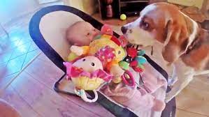 Repentant Dog Brings Baby Peace Offerings After Stealing Plush Toy Ctv News