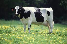Gratis untuk komersial tidak perlu kredit bebas hak cipta. Hitam Dan Putih Lembu Baka Ciri