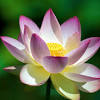 Bunga lotus berbeda dengan bunga teratai, perbedaan lebih jelasnya anda dapat lihat sebagai berikut. Https Encrypted Tbn0 Gstatic Com Images Q Tbn And9gcroxdjv Je0r7yifb5ubx0j7kzlkfgsfcn5zkkogxia1ztg46p8 Usqp Cau