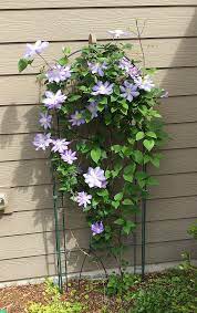 The clematis vine has been called the queen of. Clematis Clematis Leatherflower Leather Flower Old Man S Beard Traveller S Joy Vase Vine Virgin S Bower North Carolina Extension Gardener Plant Toolbox