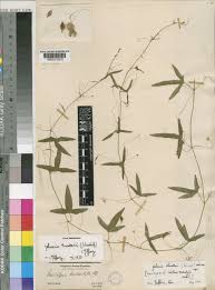 Image result for Zehneria tridactyla