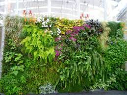 Cas Living Wall Vertical Garden Plants Living Wall Garden Vertical Garden
