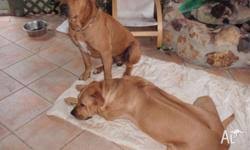 Six akc puppies for sale, all great ridges, parents on site! Purebred Rhodesian Ridgeback Puppies For Sale In Cedar Creek Queensland Classified Australialisted Com