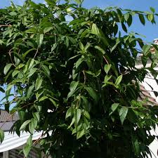 La lonicera henryi è una rampicante appartenente alla famiglia delle caprifoliaceae. Immergrunes Geissblatt Geissschlinge Lonicera Henryi Pflanzenschleuder
