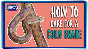 The last measurement was taken when the snakes were one year old, and they averaged 35.1 inches. Corn Snake Care Advice On Feeding And Temperature Rspca