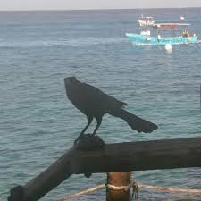 Maybe you would like to learn more about one of these? Fish Tacos Fresh Grouper Picture Of Ernesto S Fajitas Cozumel Tripadvisor