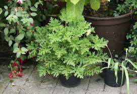 Image result for Pelargonium graveolens