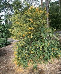 Image result for Berberis darwinii