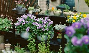 Envío en 1 día gratis con prime. Ideas Para Decorar Tu Terraza Con Plantas De Otono E Invierno